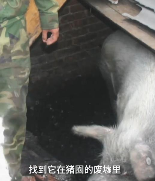 汶川地震过去14年,被困36天获救的猪坚强如今过的怎么样了? - 知乎