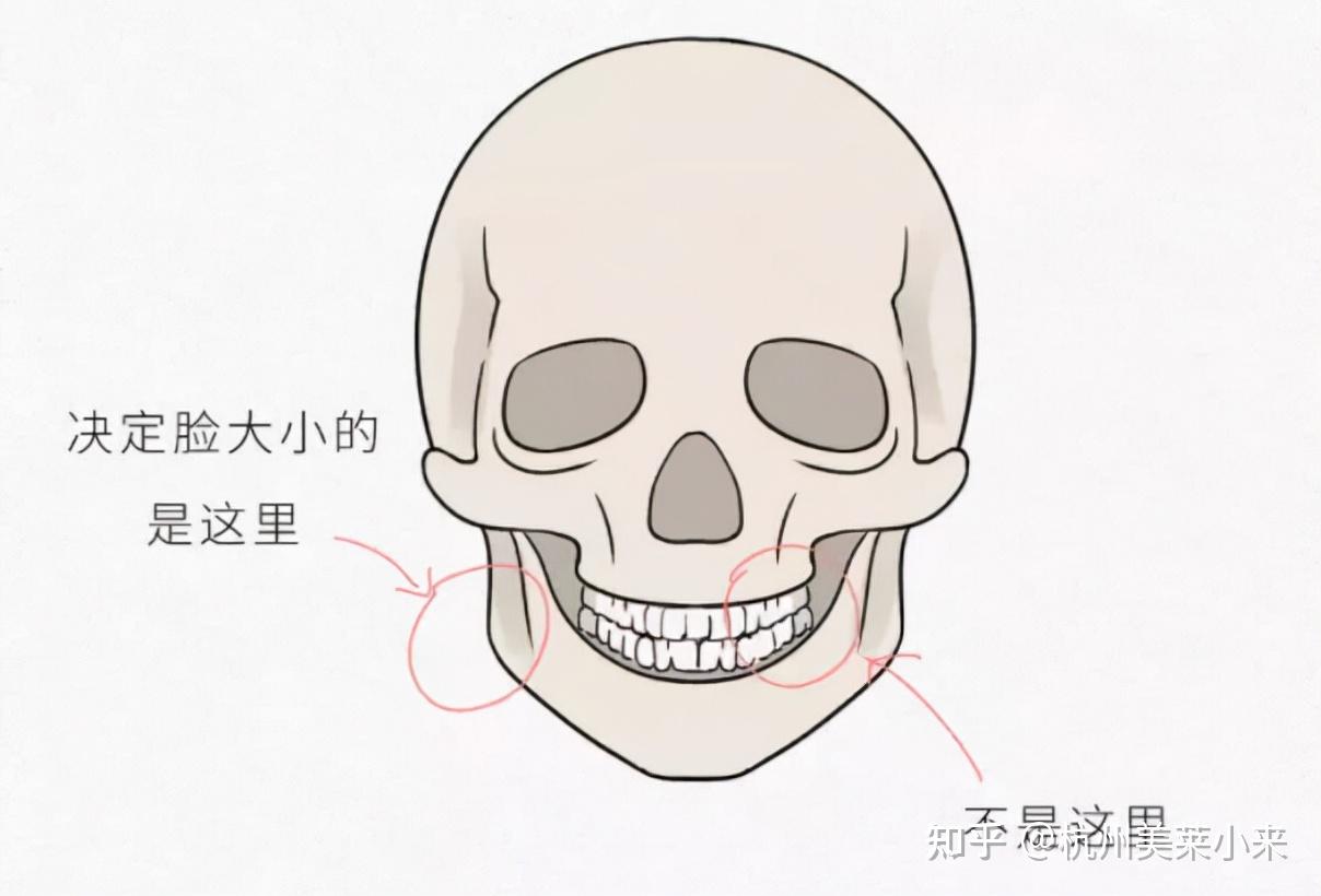 智齒的拔除,並不會引起周圍軟硬組織的明顯變化,因此也不會對臉型有