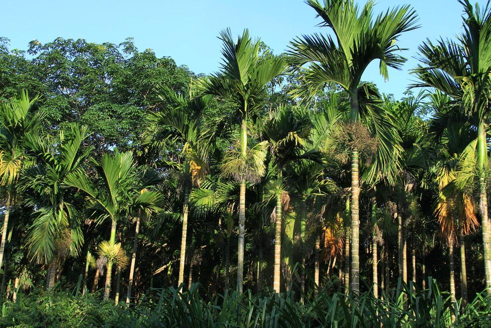 男子拔除祖坟旁被亲戚种的三百余颗槟榔苗被判刑 9 个月，法律上应如何界定他的行为？