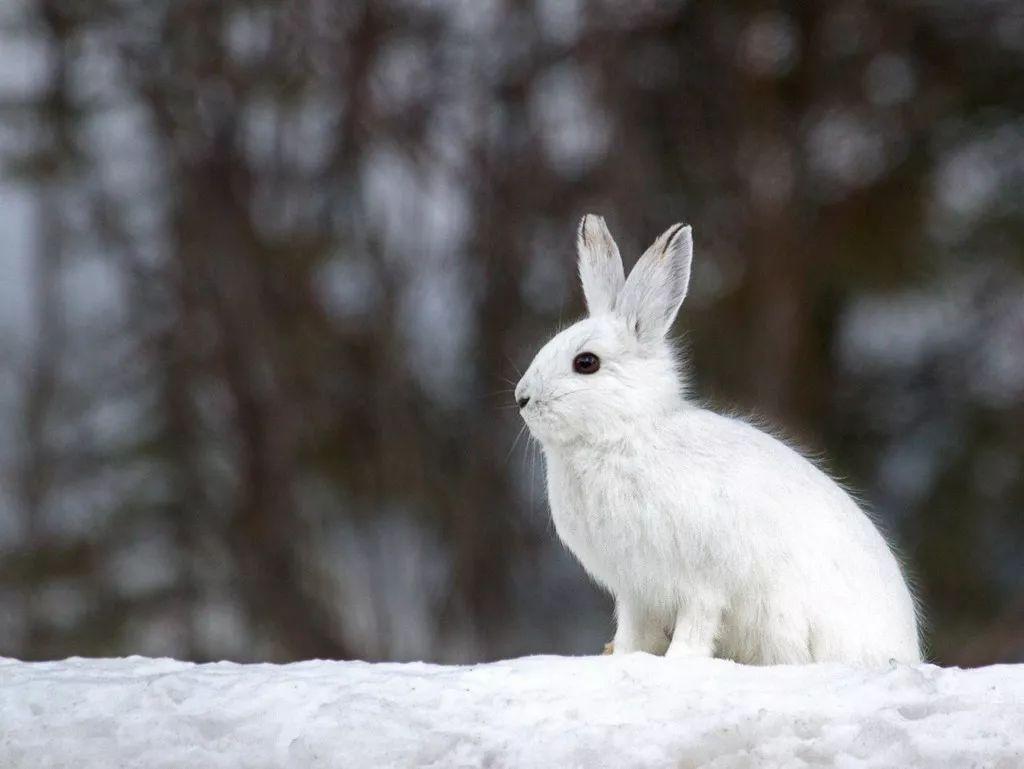 军 摄影:kelli mcnichols自带大码雪地靴白靴兔(snowshoe hare/lepus