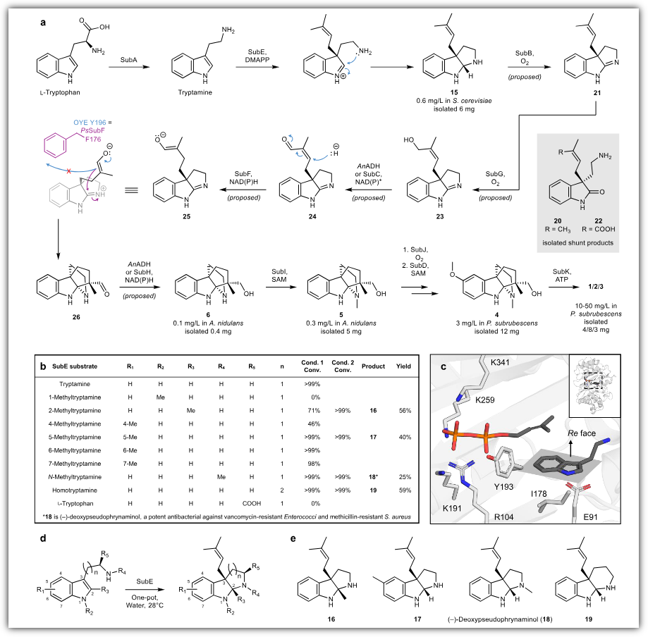 Indolinium 2026 ACS Cent. Sci. | 通过中断反应路径实现螺环生物碱的生物合成与全合成 - 知乎
