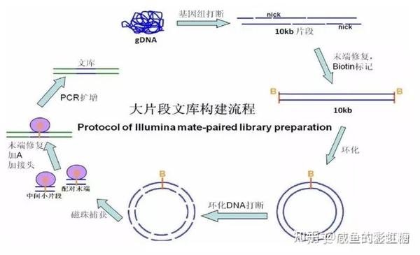 【分子生物学】DNA操作技术汇总 - 知乎