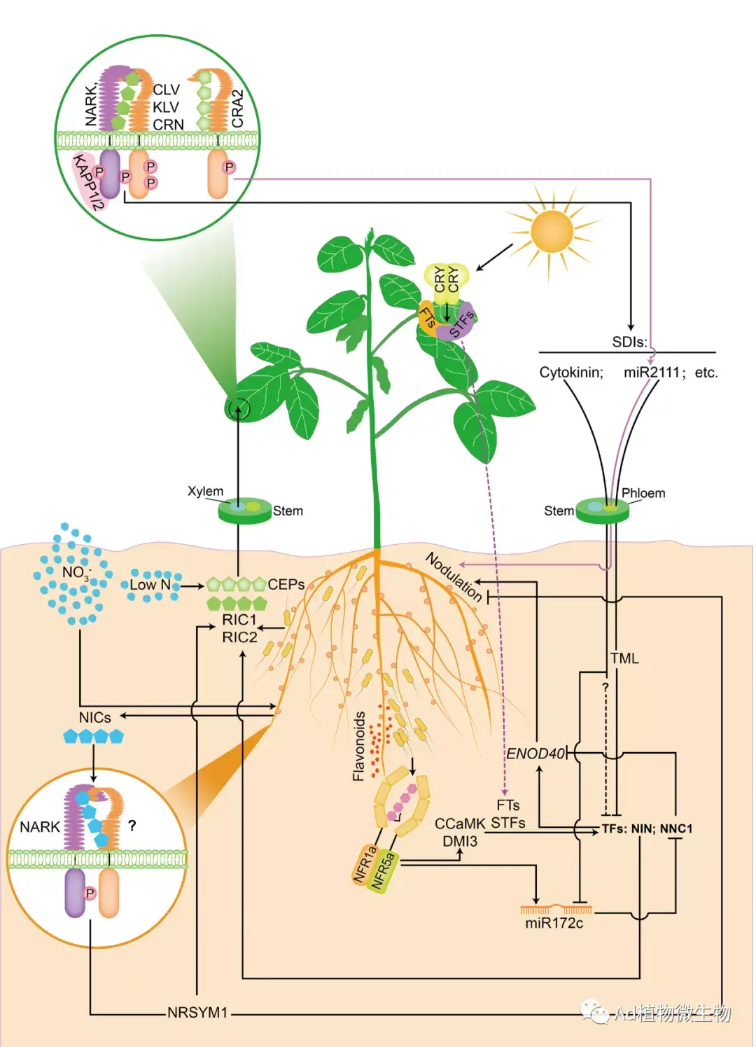 plantcell中科院植生所王二涛和jeremymurray团队综述菌根和根瘤共生