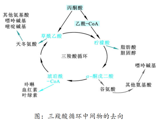 生物考研 | 生化知识点56:三羧酸循环的生理功能与调控 - 知乎