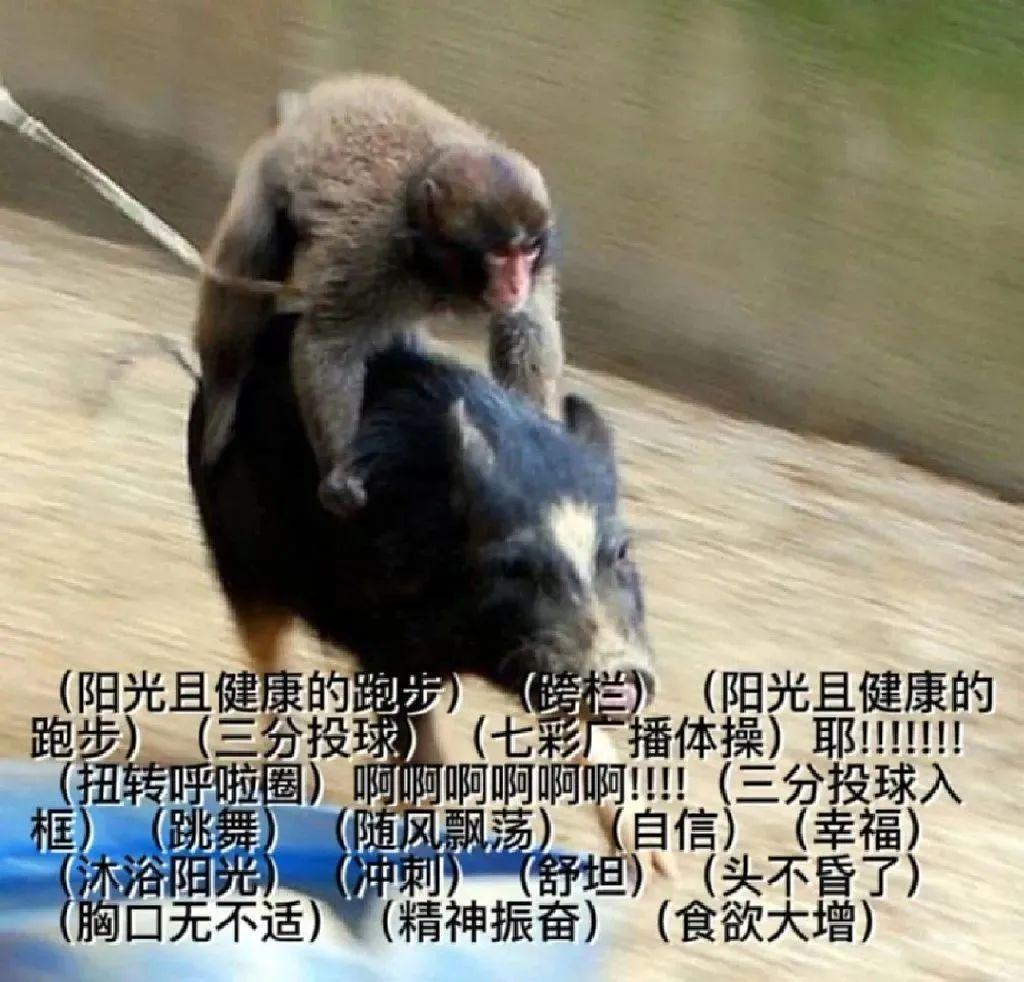 猴子是怎么突然成为中文互联网热门生物的? - 知乎
