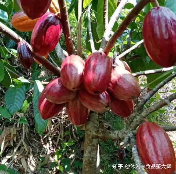 过年了到底要不要买巧克力？ - 知乎