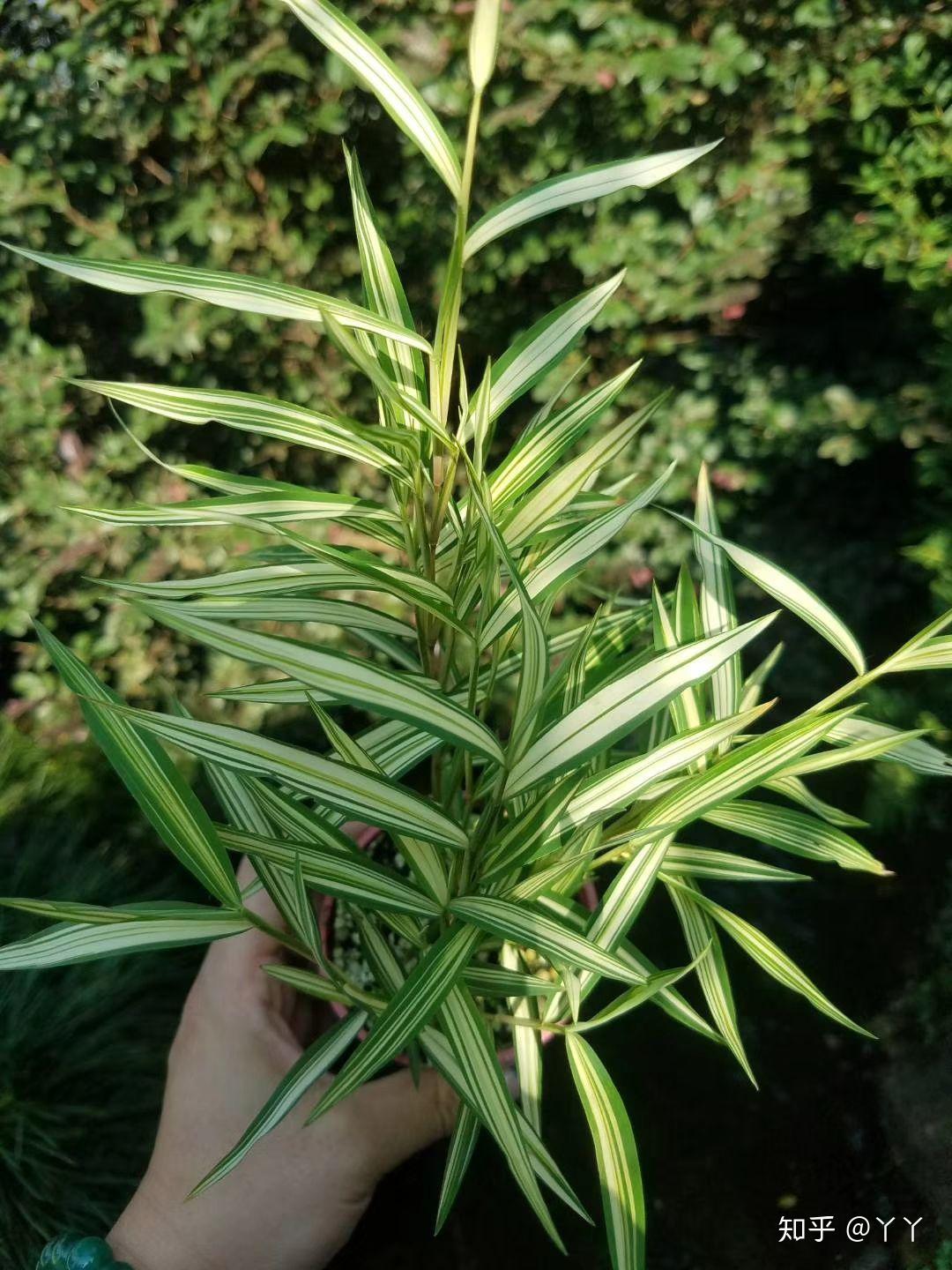 斑入风竹 斑纹竹