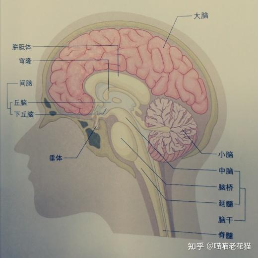 前脑的皮层下区域包括丘脑,下丘脑,垂体,基底神经核和海马.