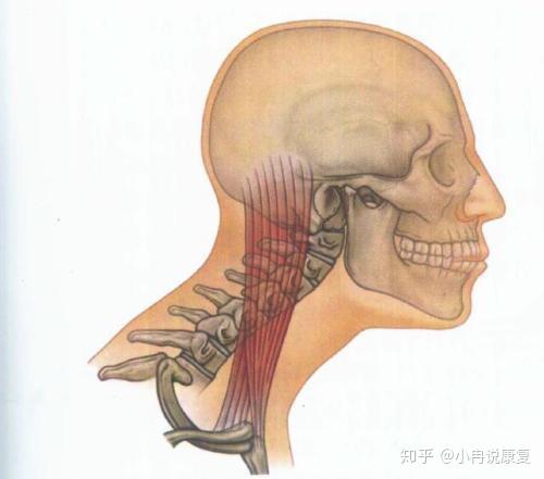 肌肉功能冷知识 代偿呼吸的胸小肌 斜角肌 胸锁乳突肌 知乎