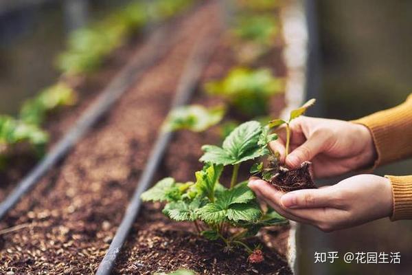 花园种菜土层多厚合适 种菜土壤厚度 桃丽网