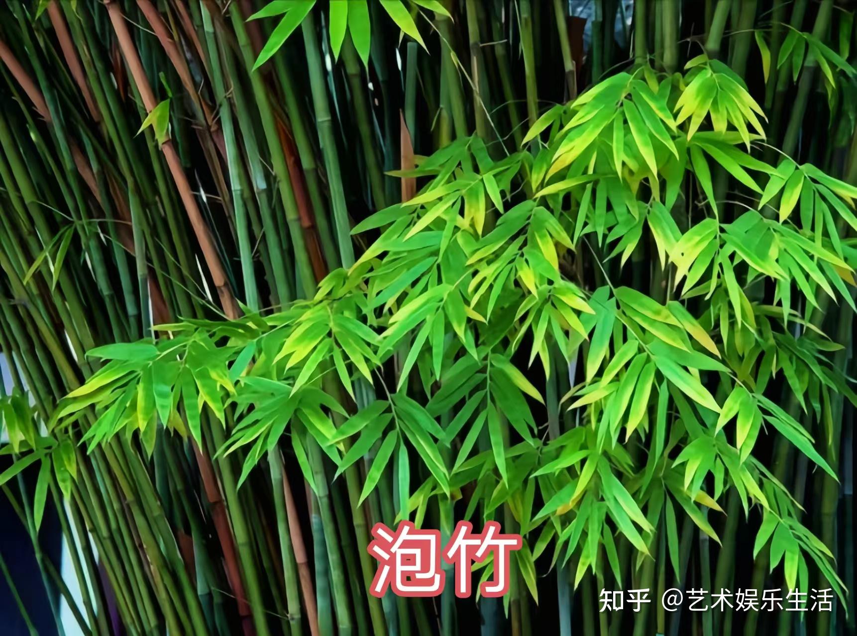 禾本科竹亚科的37种代表植物 - 知乎