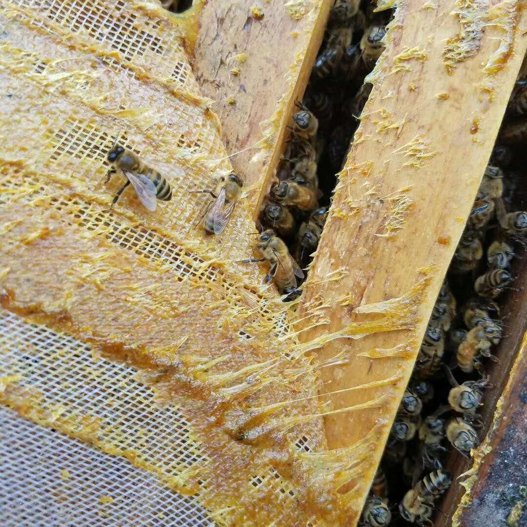 或者树木皮外伤口上采集的树脂并混入蜜蜂自身分泌物和蜂蜡形成的胶体