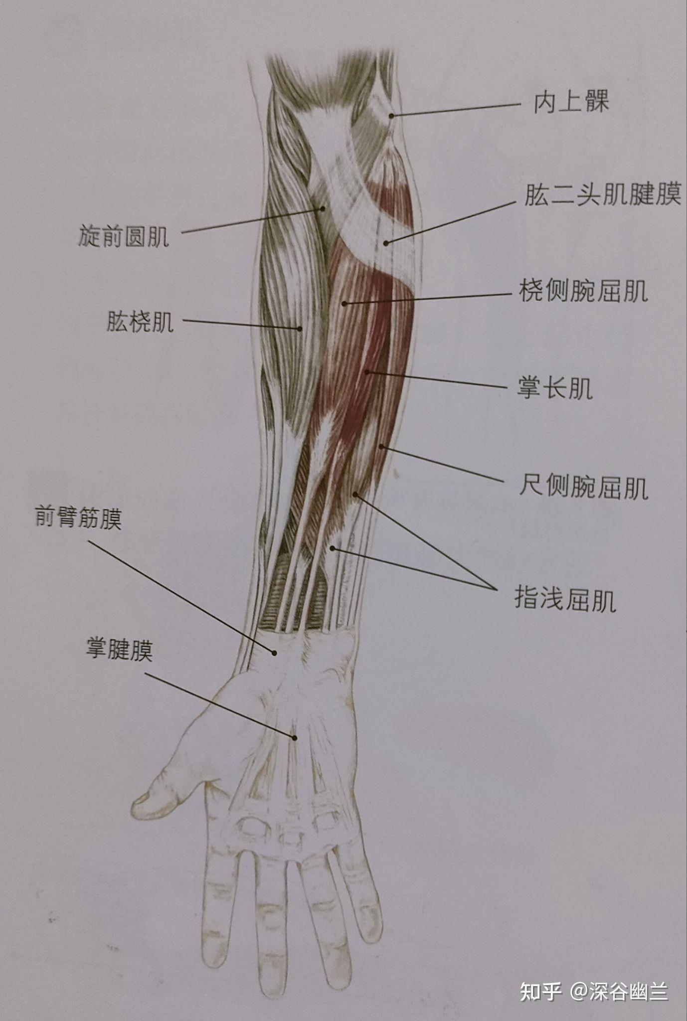 胳膊筋的分布图图片