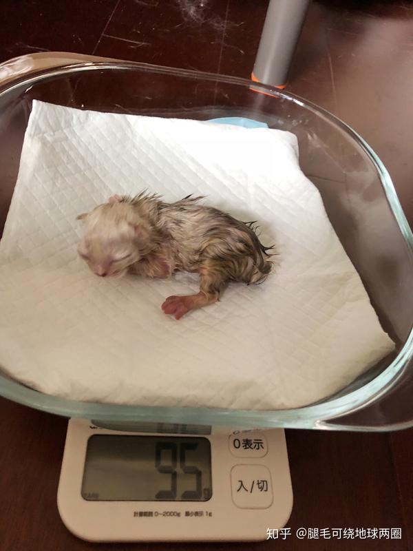 尽管是第一次做妈妈,艾莎表现的特别棒,小猫一出来马上开始舔胎衣.