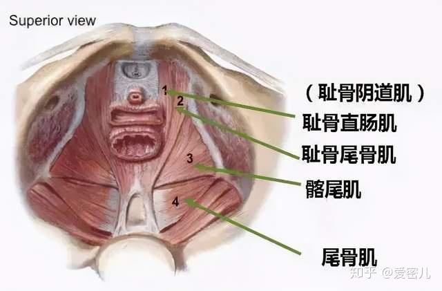 (盆底肌内层肌肉分布)盆底肌内层的耻骨尾骨肌就是大名鼎鼎的pc肌