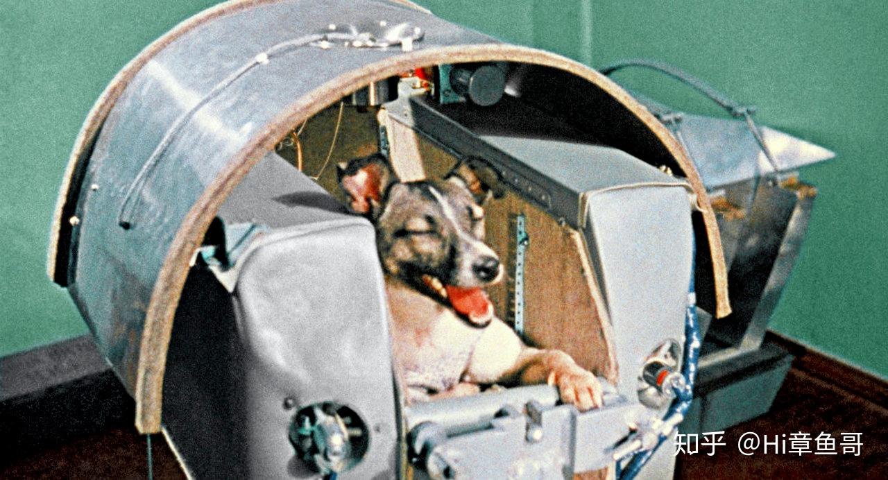 深度解析前苏联太空竞赛的牺牲品,人类第一只太空狗莱卡的悲惨命运