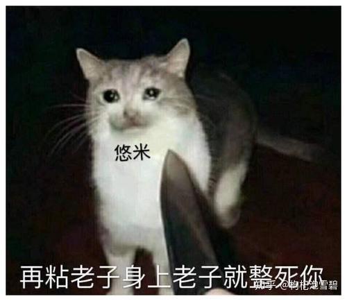 Lol辅爹攻略 高分猫咪原来这样玩 两套符文玩法让你胜率暴涨 知乎