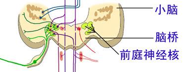神奇的“第六感”——人体平衡机制研究 - 知乎