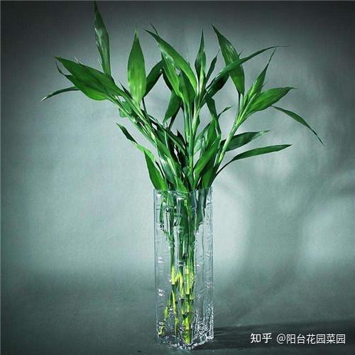 富贵竹怎么养才能生根 v2-52815eb8654277deb8f8d50c2dcc5dbe_r.jpg