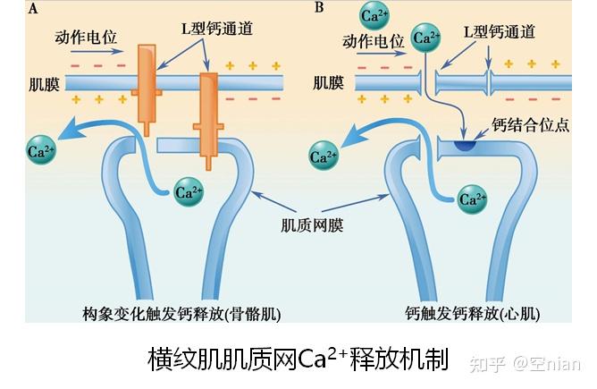 肌丝滑行jsr回摄ca2 (五)影响横纹肌收缩效能的因素收缩效能