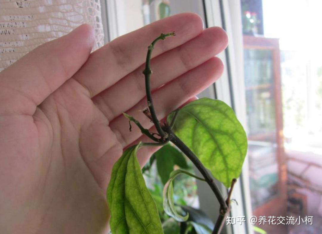 垂丝茉莉养护和繁殖指南大全,为啥黄叶、不开花? - 知乎