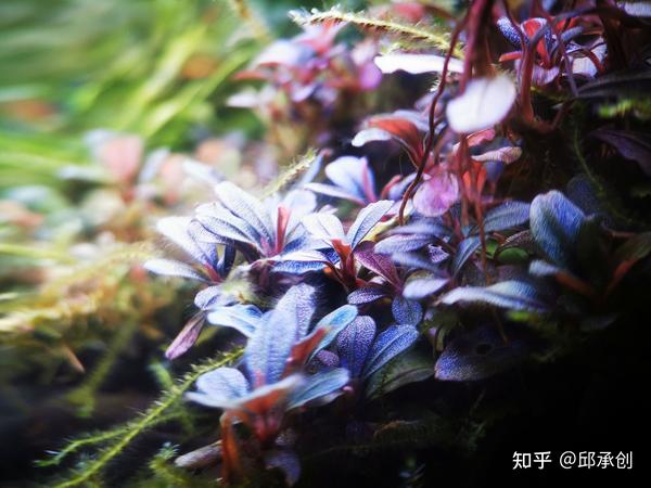 鱼缸里种什么种类的水草最容易打理 请推荐几种好养好看的