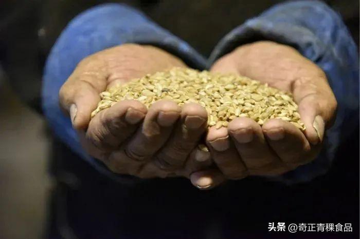 青稞——最具特色的高原谷物 - 知乎