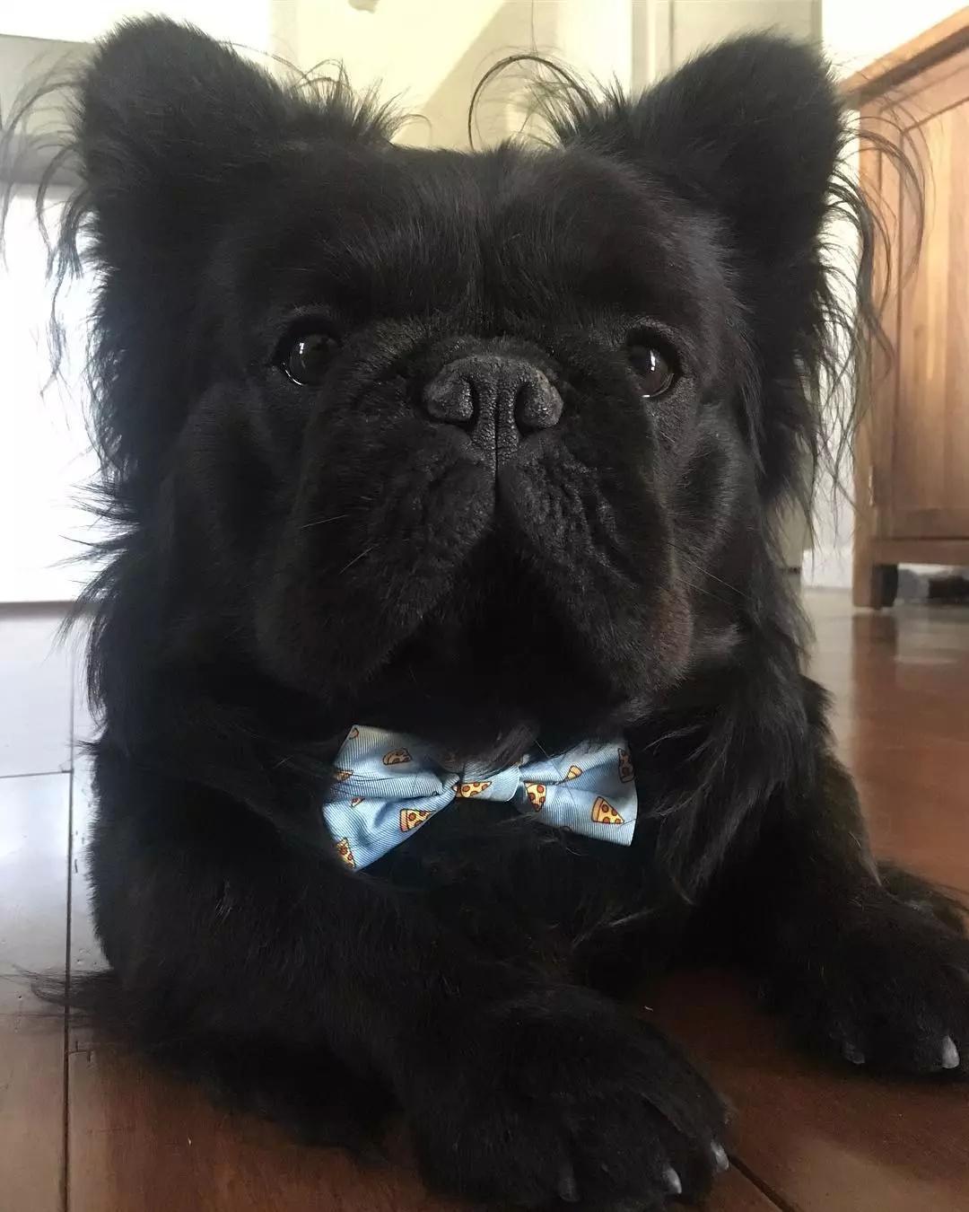 长毛法斗小时候跟成年后,虽然还是同款毛衣!