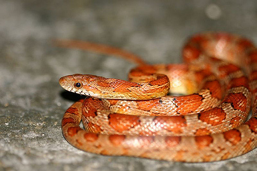 产地个体的野生型品系