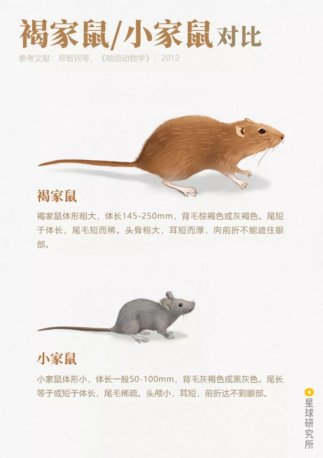 老鼠的特点图片