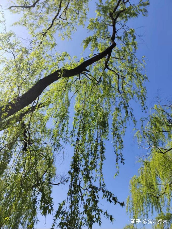 红石公园的杨柳树