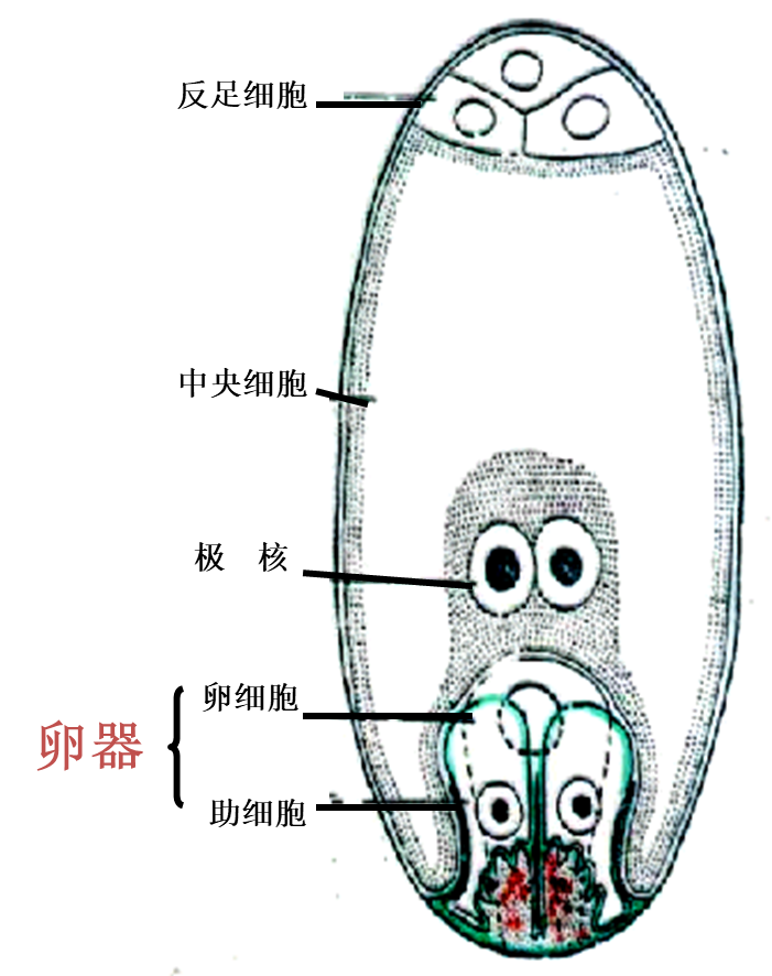 胚囊结构图片