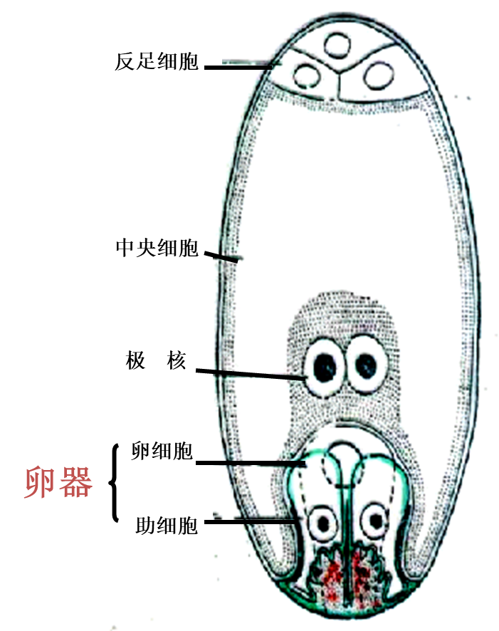 中央细胞:2个极核或1个次生核,与助细胞,卵细胞,反足细胞有胞间连丝