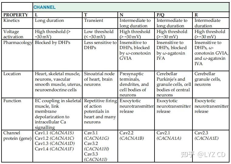 Ca离子通道分类 - 知乎