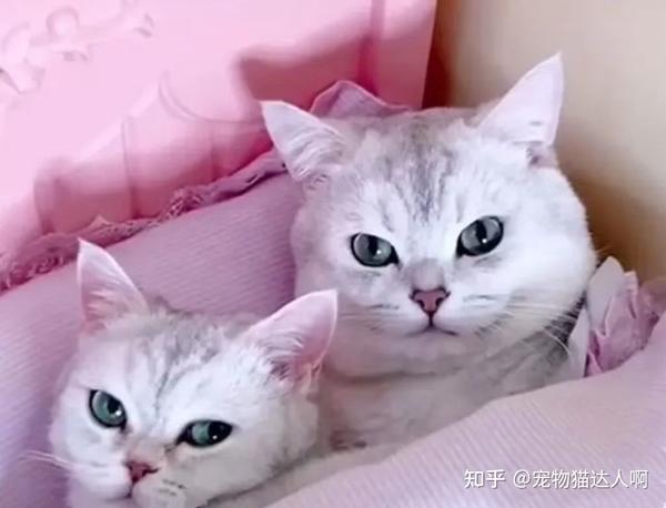 超火的“网红猫”排行,深受网友们喜爱,你知道哪些? - 知乎
