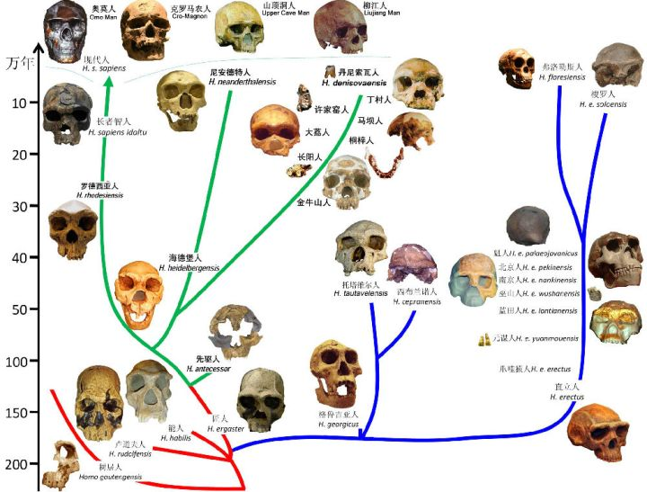 为何自黑猩猩以后，几乎所有人类亚种全部都灭绝了？