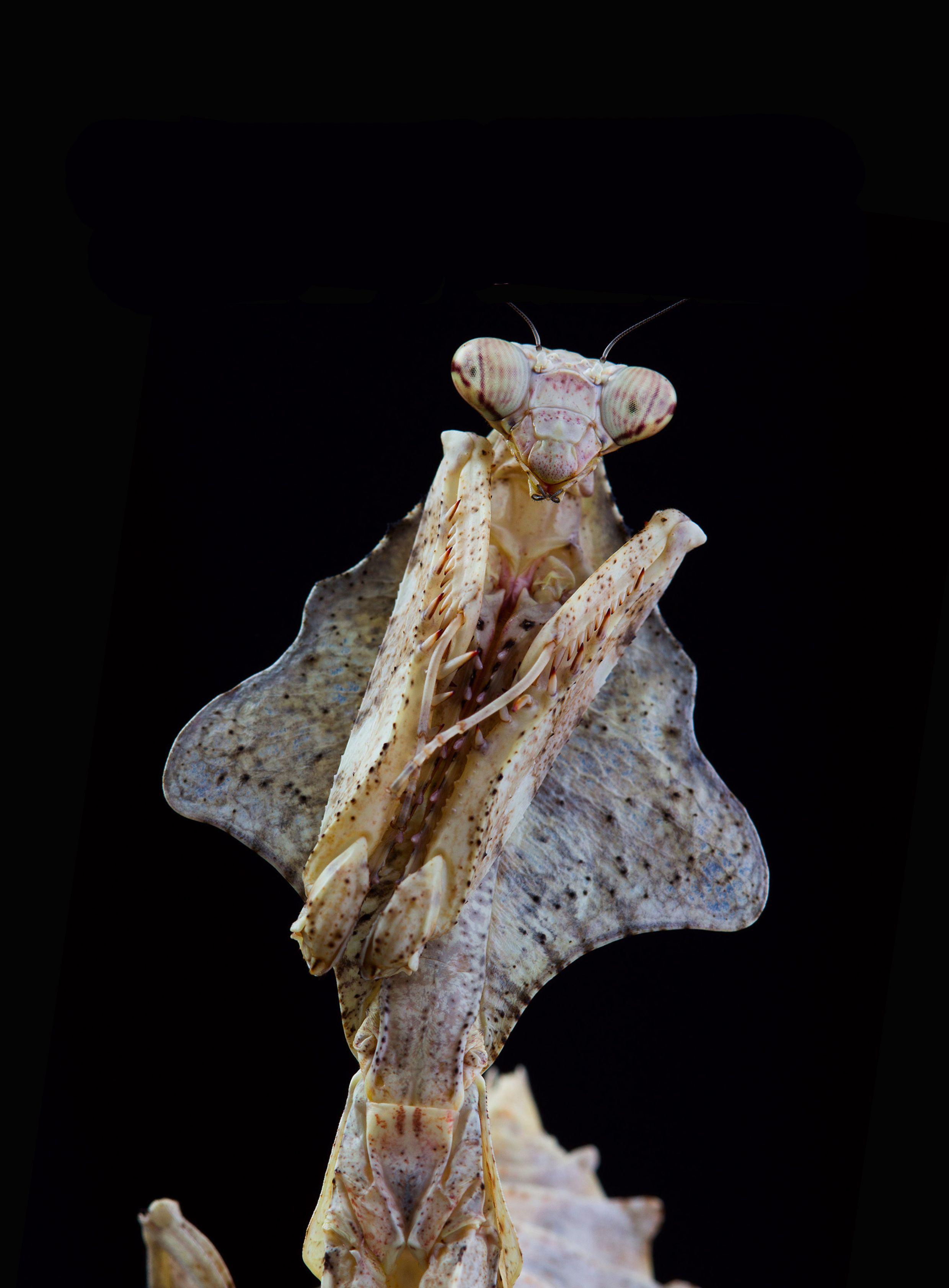 有哪些拟态很厉害的生物