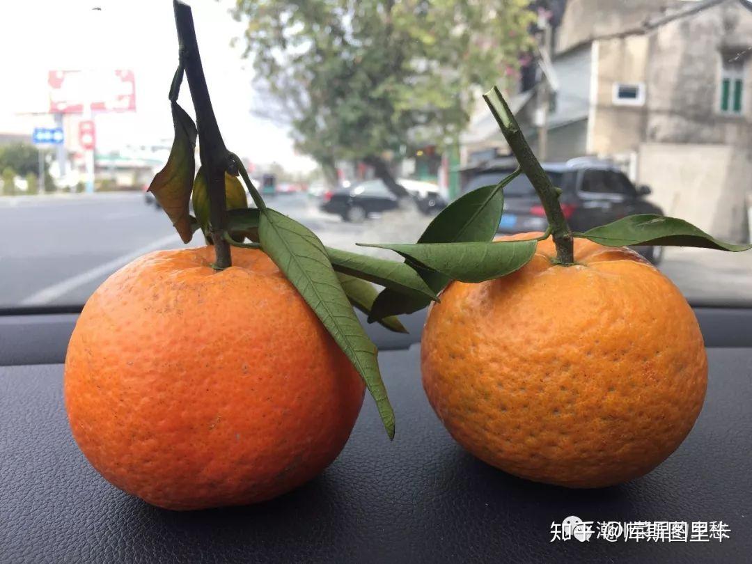 拜年,过去通常会互赠鹅肉,物食,送杣饼敬长辈,此外至少要带上一对大桔