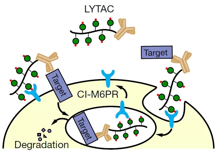 很多靶蛋白可以通过lytac介导内吞降解,包括apoe4,egfr,cd71和pd-l1等