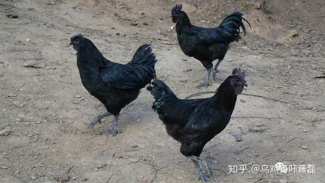 乌鸡哥叶潇磊养殖1000只乌鸡能赚多少钱