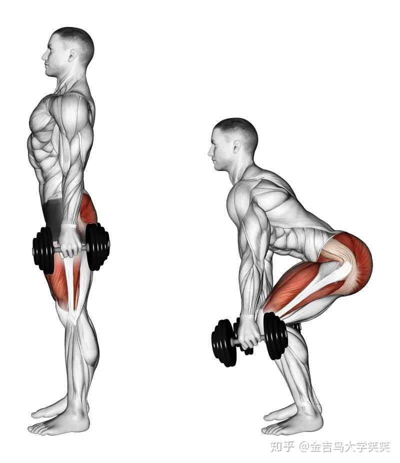 30张下半身肌肉训练图谱一次看懂哪个动作练哪块肌肉
