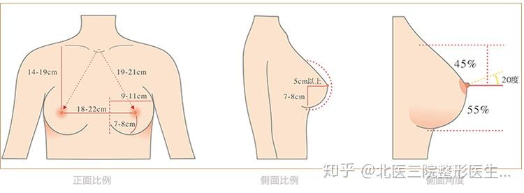 乳房标准形态图片