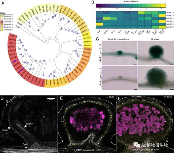 PNAS | 研究揭示豆科植物共生固氮根瘤形成氧气扩散屏障的机制! - 知乎