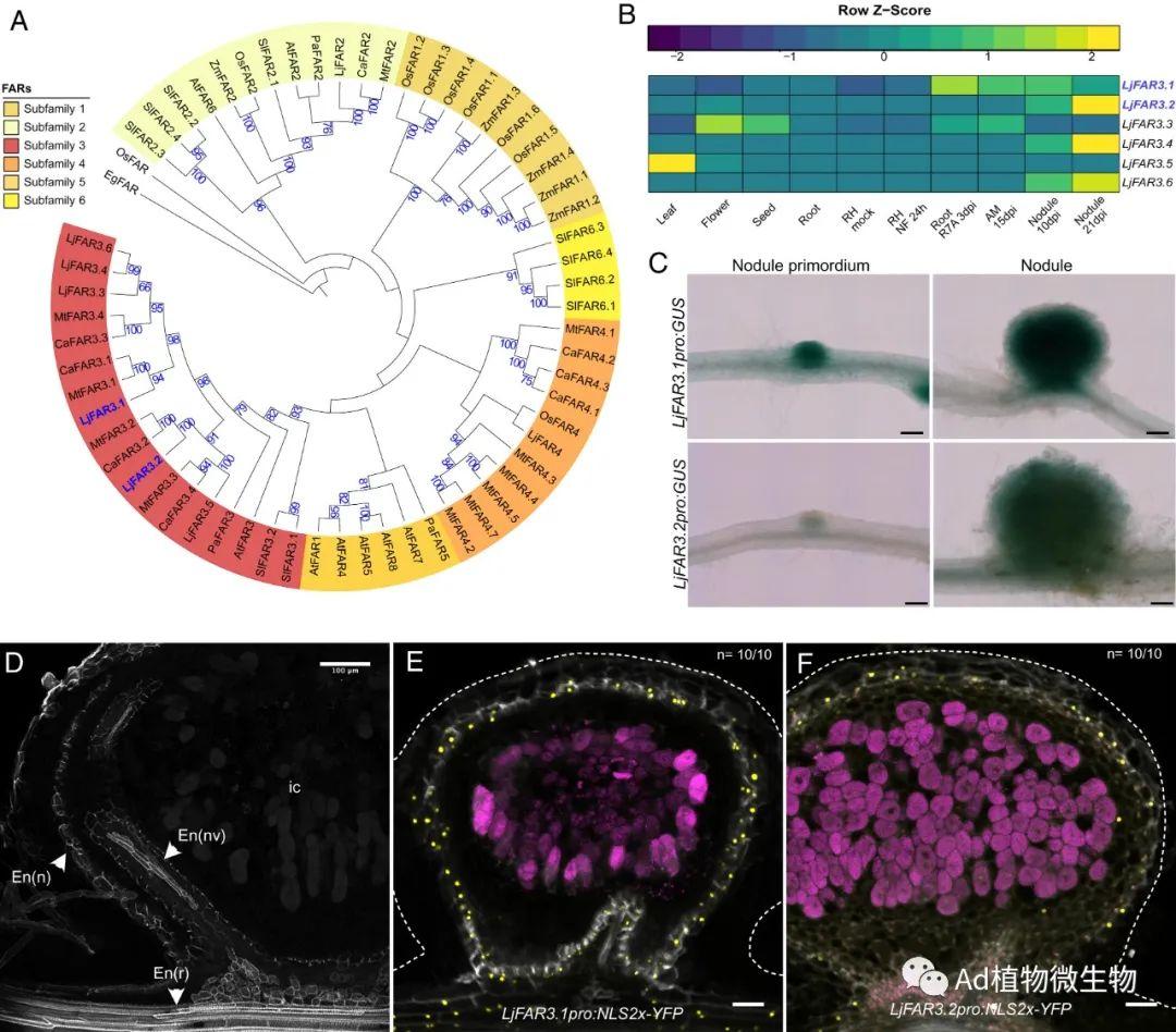 PNAS | 研究揭示豆科植物共生固氮根瘤形成氧气扩散屏障的机制! - 知乎
