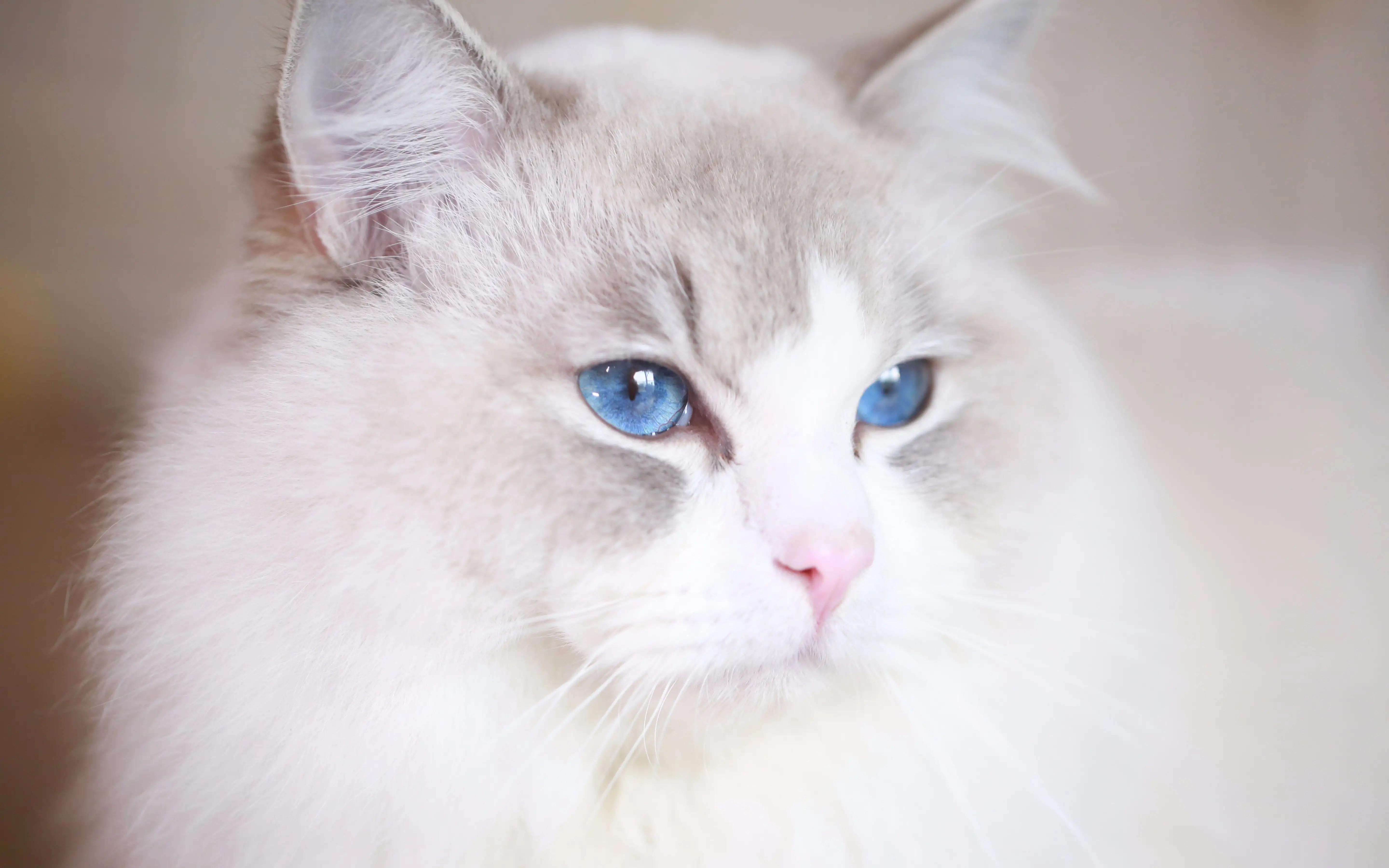 蓝眼猫有什么品种,都多少钱 