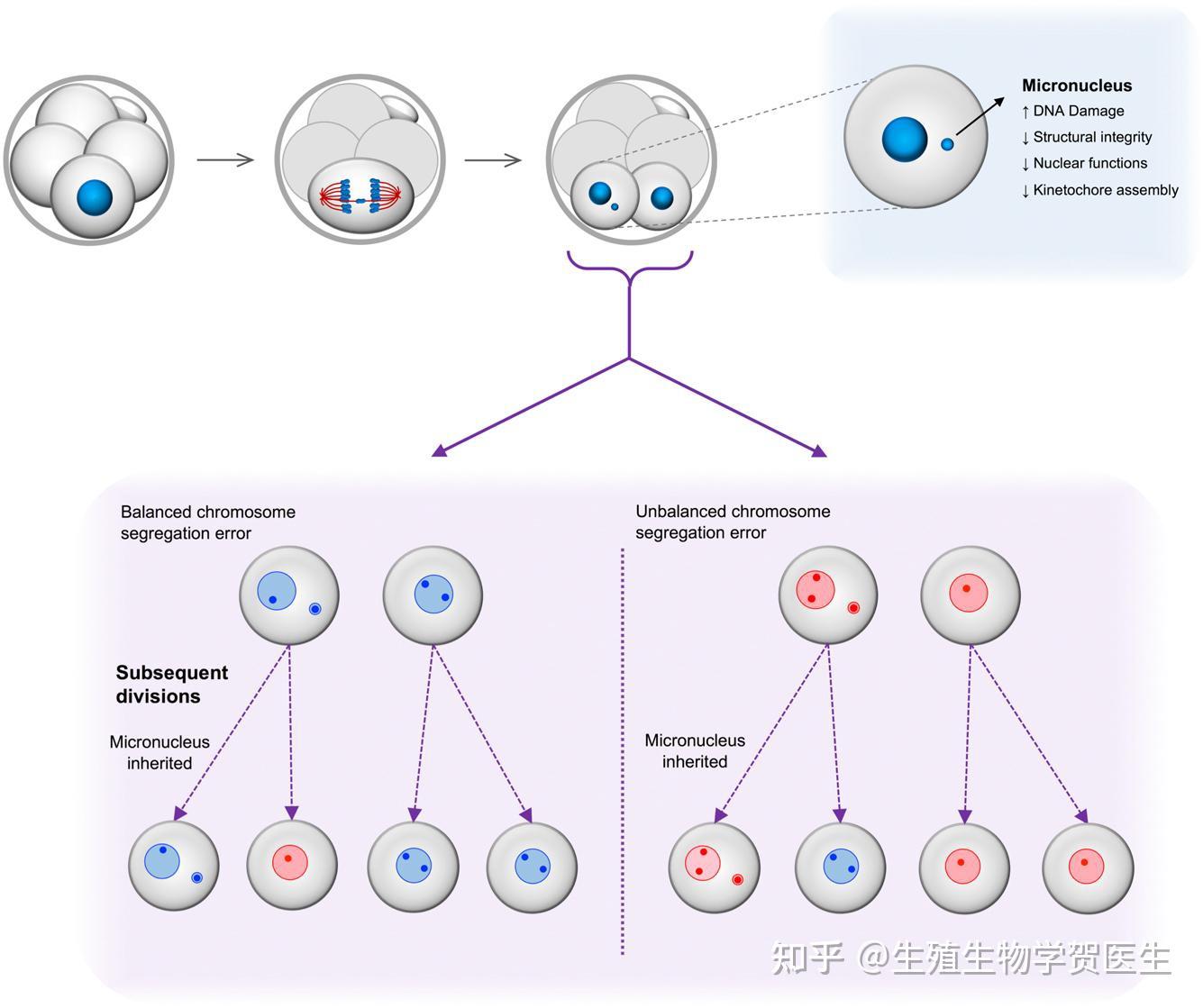 着床前胚胎染色体分离错误的原因及后果- 知乎