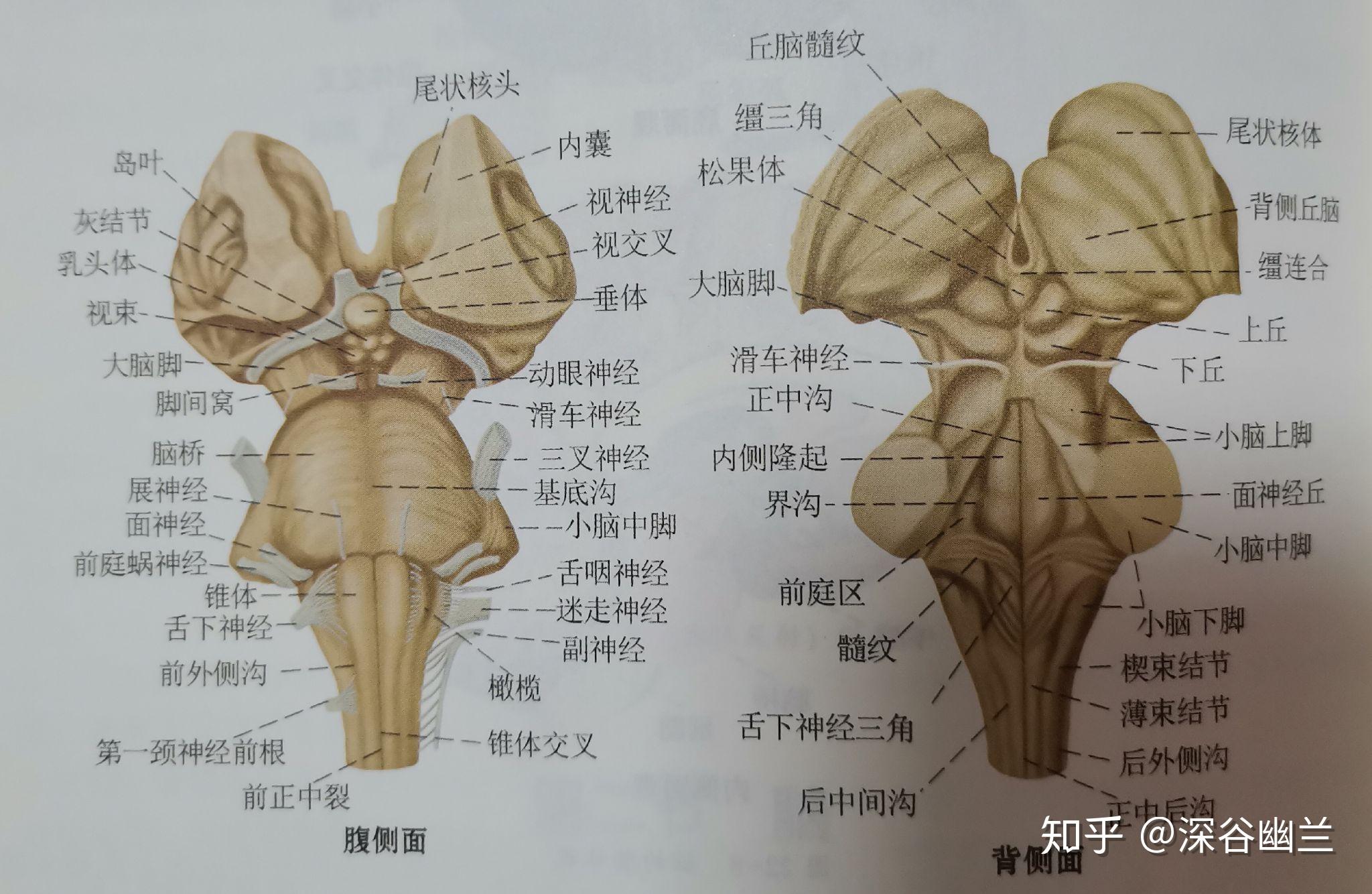 岩骨的位置图片图片