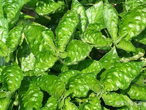 靛蓝的粗制浮沫即中药青黛,蓝草的根即著名中药板蓝根,其果为中药蓝实