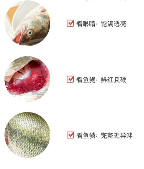 科普:海鱼种类 - 知乎