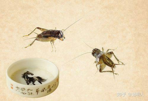 为什么很多人都在推荐《明朝那些事儿》?